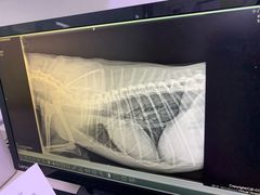 -宠颐生中康贝怡动物医院