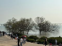 -宝安西湾红树林湿地公园