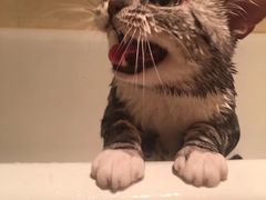 -纳吉亚猫专科动物诊疗中心(蒋宅口分院)