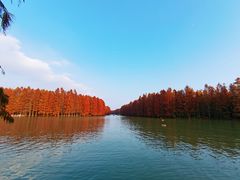 -上海海湾国家森林公园