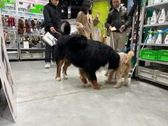 -電力宠物公司(武定路店)
