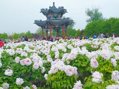 -曹州牡丹园