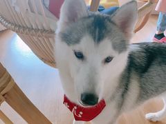 -Husky Go! 哈士奇体验馆·宠物咖啡厅狗咖