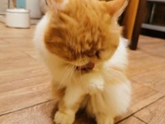 -more than meow吴止猫主题餐厅(承德 中船汇店)