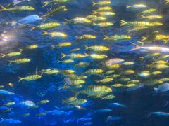 -太平洋海底世界