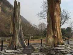 -金钉子远古世界景区