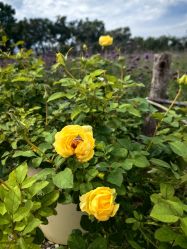 -DORA kids 朵拉儿童摄影花园店