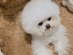 -Pets First伊珊娜洗护·精致美容·家庭式寄养(新会路店)