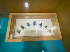 -上海大自然野生昆虫馆(东方明珠·爬宠昆虫探索中心)