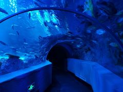 -芜湖新华联大白鲸海洋公园