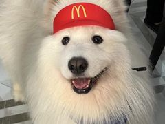 -星多哈·狗咖·拼豆·咖啡