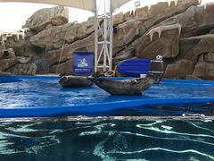 -芜湖新华联大白鲸海洋公园