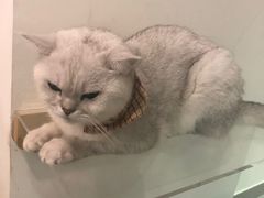 -Heymao猫咖.咖啡厅(东门店)