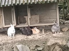 -鹿院坪生态旅游景区