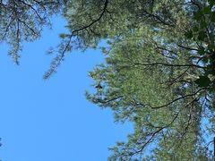 -五营红松林海景区