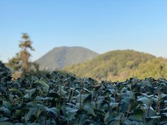 -西湖风景区十里琅珰-五云山