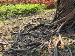 -福田红树林生态公园