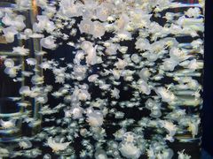 -太平洋海底世界