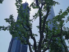 -上海金茂大厦88层观光厅