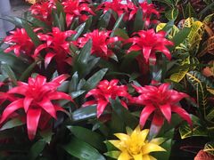 -秦美花卉(天朗·莱茵小城2期店)