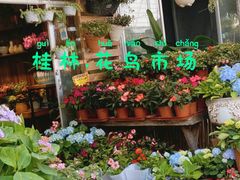 -桂林市花鸟市场