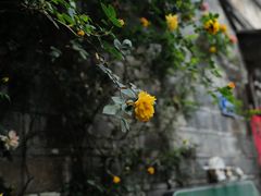 -花·fleur古董西餐厅(西城夜未央店)
