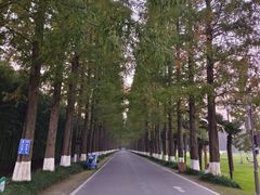 -黄海国家森林公园