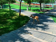 -北京鹿世界主题园