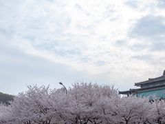 -武汉大学-樱园
