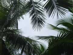-万绿园