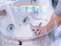 -佐罗家宠物馆·猫文化馆(紫霞路店)