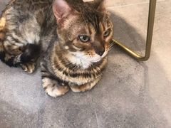 -飞行喵MR PILOT|猫舍·猫咖(静安大融城店)