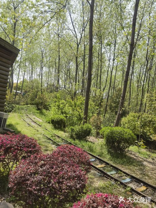 合肥滨湖国家森林公园图片