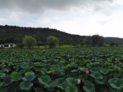 -龙寺生态园