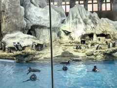 -帝企鹅自助餐厅•儿童岛•真企鹅(长隆企鹅酒店)