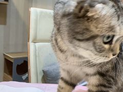 -宠爱国际动物医院·消化内科·心肾内科·ISFM猫友好(望京店)