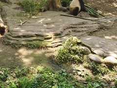-都江堰中华大熊猫苑