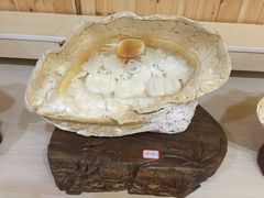 -青岛贝壳博物馆