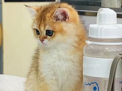 -佳雯宠物医院·皮肤科·内外科(春晓路分院)