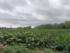 -长春市南湖公园