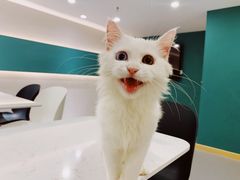 -飞行喵MR PILOT|猫舍·猫咖(静安大融城店)