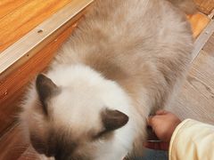 -MOCHA明星猫咖(田子坊店)