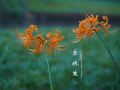 -升仙湖公园