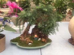 -龙大花卉苗木市场