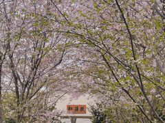-上海滨江森林公园