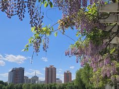 -莲花池公园