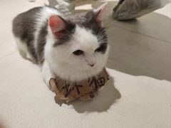 -怪兽屋·羊驼·猫咖·狗咖(俊华广场店)