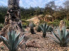 -深圳仙湖植物园