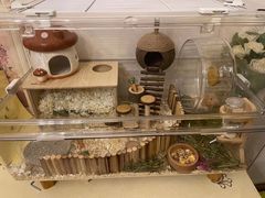 -Pets First伊珊娜洗护·精致美容·家庭式寄养(新会路店)