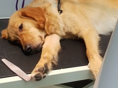 -PETKIT 小佩宠物·低压洗护·美容·寄养(安远店)